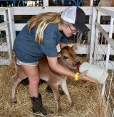 Lemoore's Megan Clarke tends her baby calf born at the Kings Fair.